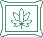 фиолетовые сорта конопли