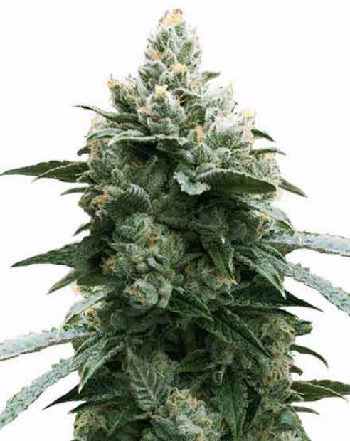Купить семена марихуаны Bruce Banner Fem. Купить семена марихуаны Bruce Banner Fem.