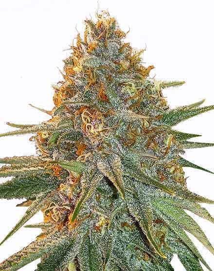 Купить семена марихуаны Blackberry Moonrocks Auto Fem. Купить семена марихуаны Blackberry Moonrocks Auto Fem.