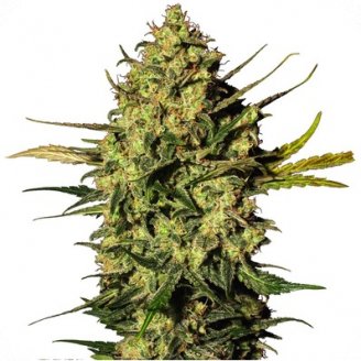 Купить семена марихуаны Dr. Feelgood CBD Auto Fem. Купить семена марихуаны Dr. Feelgood CBD Auto Fem.