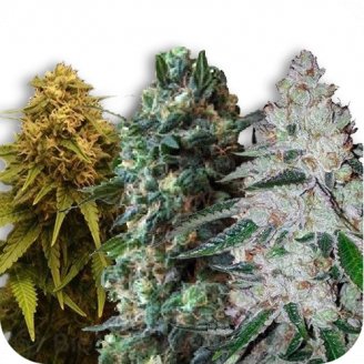 Купить семена марихуаны Indica Mix #1 Auto Fem. Купить семена марихуаны Indica Mix #1 Auto Fem.
