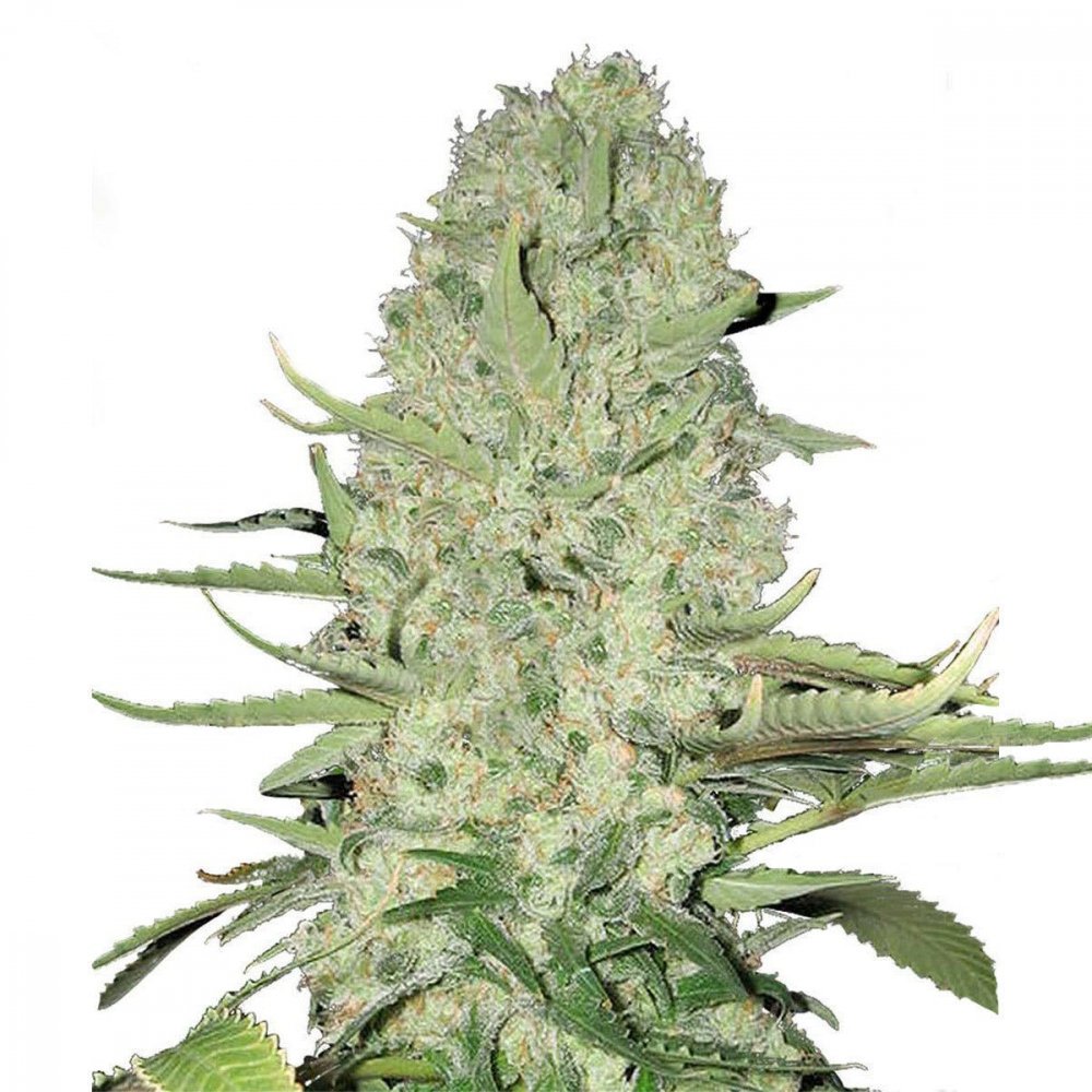 Купить семена марихуаны White Widow Auto Fem. Купить семена марихуаны White Widow Auto Fem.