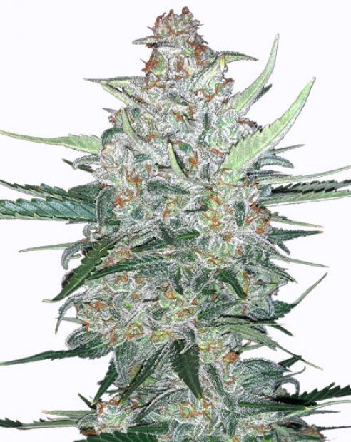 Купить семена марихуаны Do-Si-Dos Cookies Auto Fem. Купить семена марихуаны Do-Si-Dos Cookies Auto Fem.
