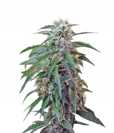 Купить семена марихуаны Green Poison Auto Fem. Купить семена марихуаны Green Poison Auto Fem.