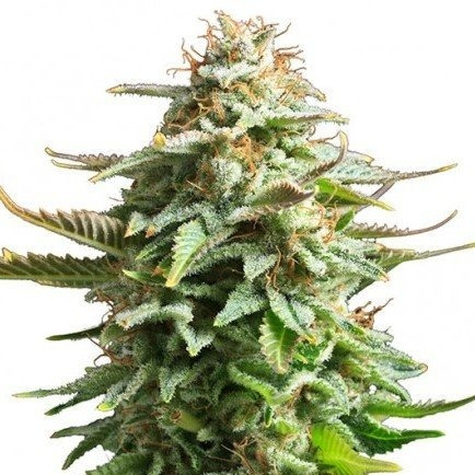 Купить семена марихуаны Amnesia Haze Auto Reg. Купить семена марихуаны Amnesia Haze Auto Reg.