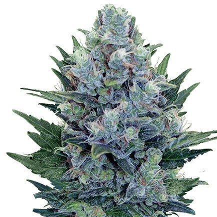 Купить семена марихуаны Cheese Auto Reg. Купить семена марихуаны Cheese Auto Reg.