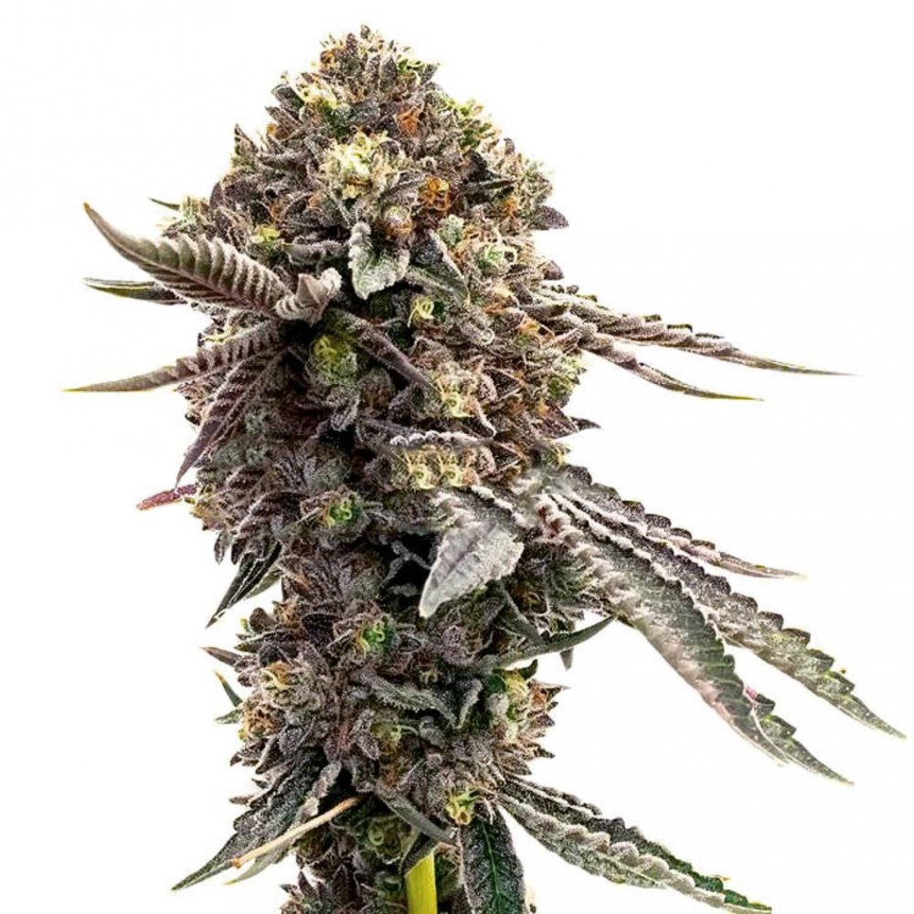 Купить семена марихуаны Blackberry Moonrocks Fem. Купить семена марихуаны Blackberry Moonrocks Fem.