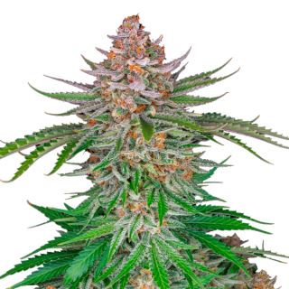Купить семена марихуаны Strawberry Gorilla Auto Fem. Купить семена марихуаны Strawberry Gorilla Auto Fem.