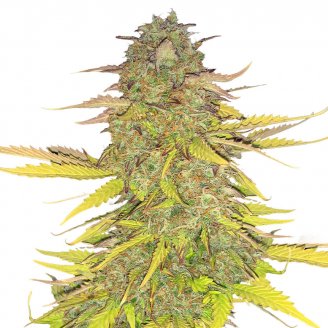 Купить семена марихуаны Acid Rain Auto Fem. Купить семена марихуаны Acid Rain Auto Fem.