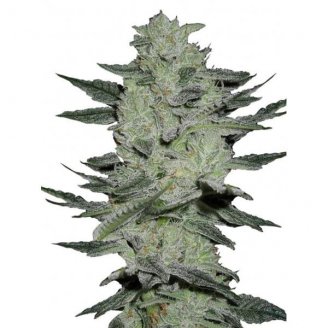 Купить семена марихуаны Black Herer Auto Fem. Купить семена марихуаны Black Herer Auto Fem.