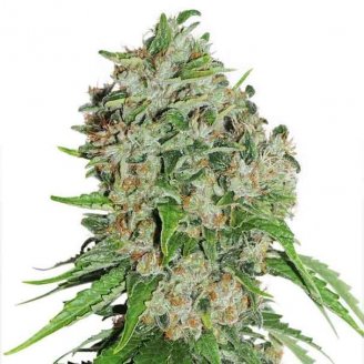 Купить семена марихуаны Dozy Doz Fem. Купить семена марихуаны Dozy Doz Fem.