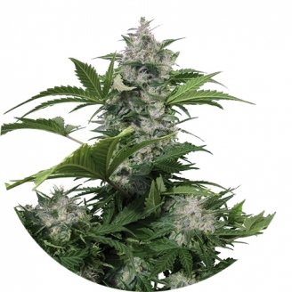 Купить семена марихуаны White Dwarf Auto Fem. Купить семена марихуаны White Dwarf Auto Fem.